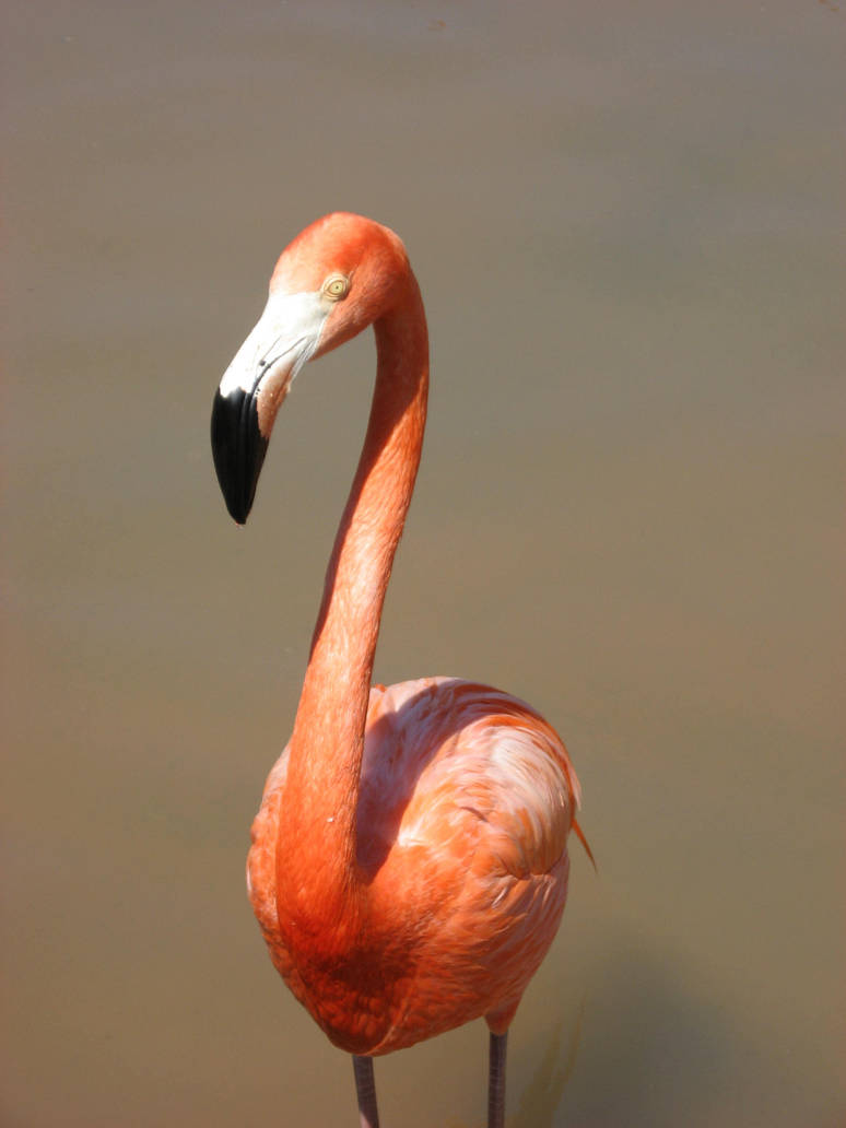 Flamingo by medli20