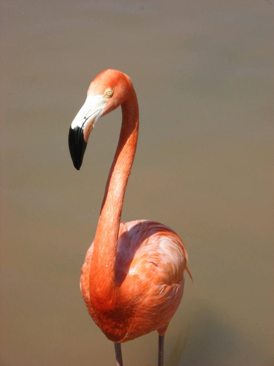 Flamingo by medli20
