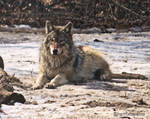 Wolf in Repose 2 by hamletspants