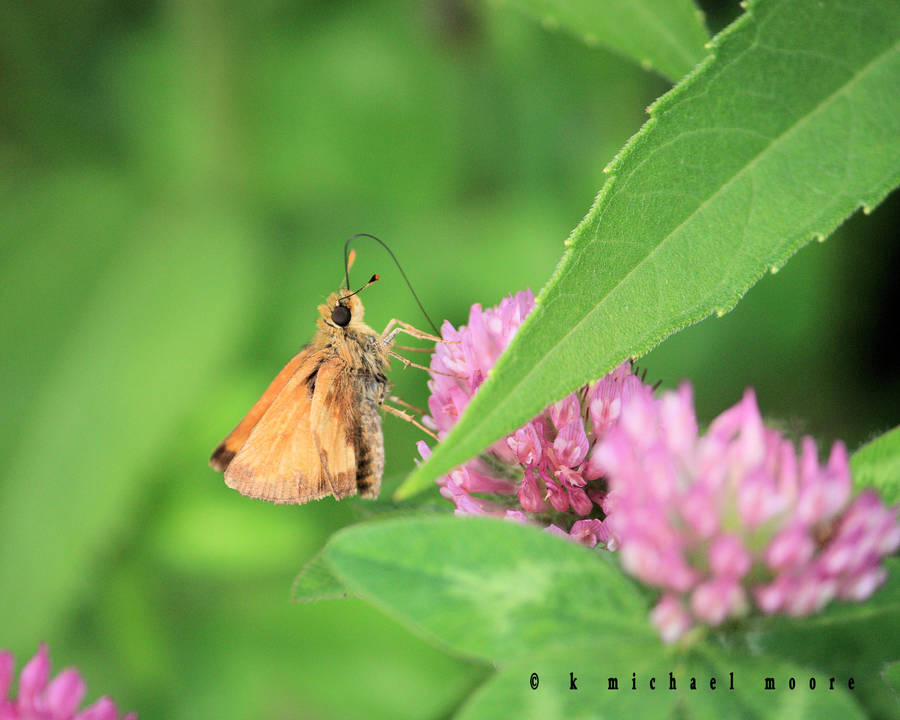 Clovermoth by hamletspants
