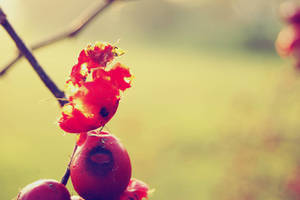 Colourfull death by Lenishek