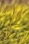 Mousse5 by hubert61