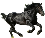 Black Horse PNG by LG-Design