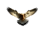 Eagle 2 PNG by LG-Design