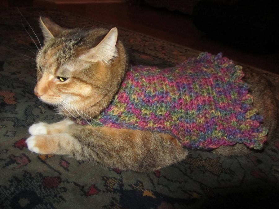 Rainbow Crochet Cat Sweater By Sharpieobsessed On Deviantart Rainbow Crochet Cat Sweater By Sharpieobsessed