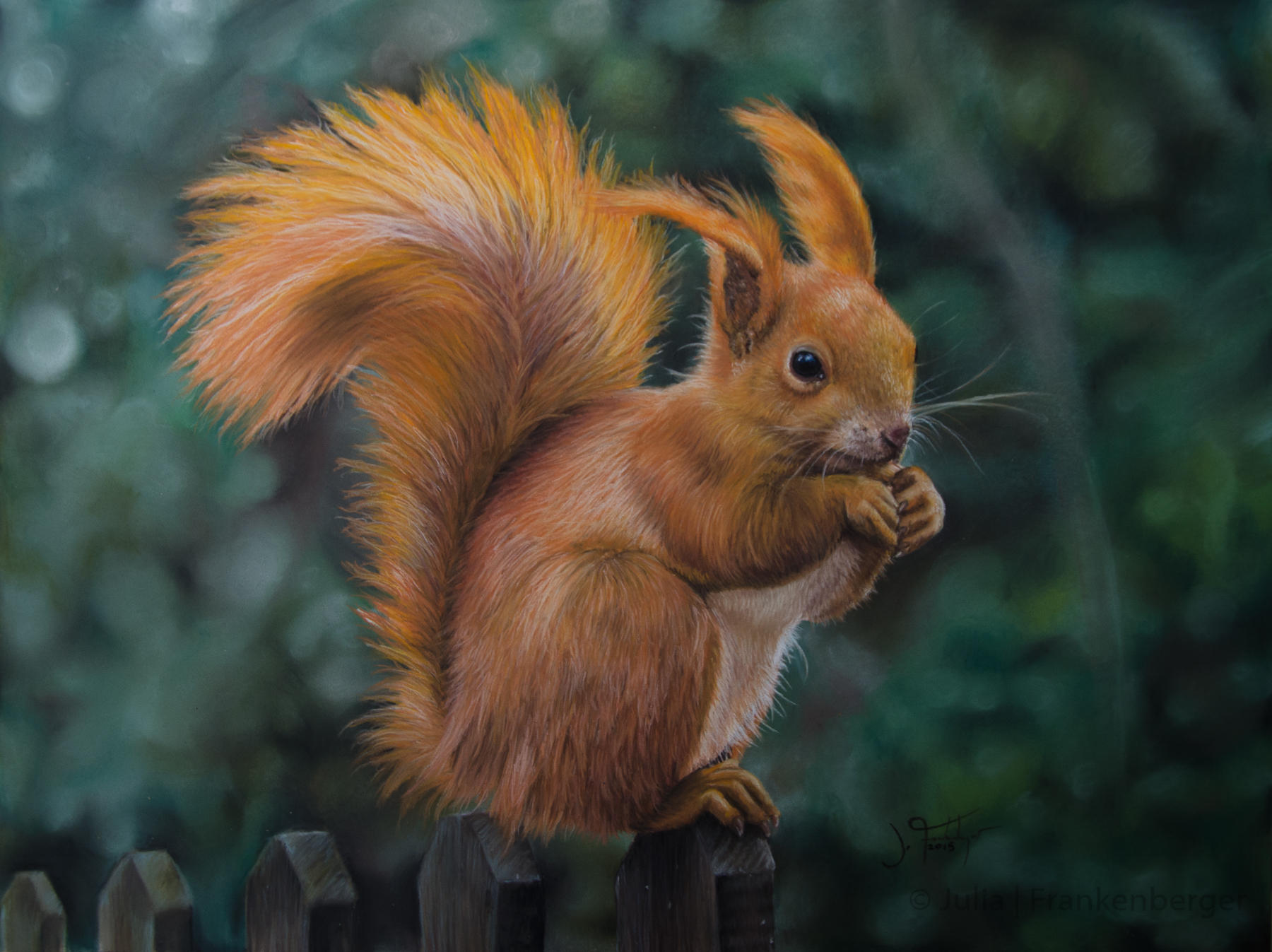squirrel drawing squirrel drawing