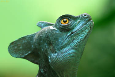 A Real Basilisk by FriendFrog