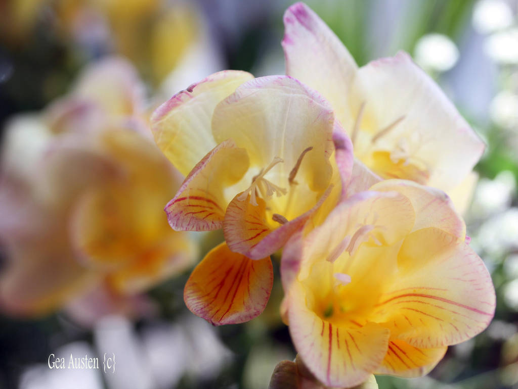 FREESIAS by GeaAusten FREESIAS by GeaAusten