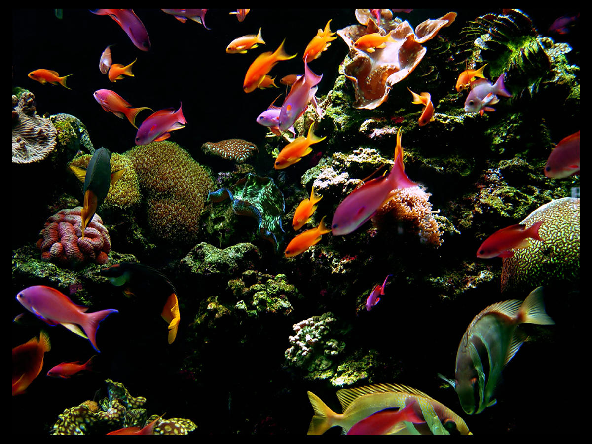 one fish two fish by maxpower