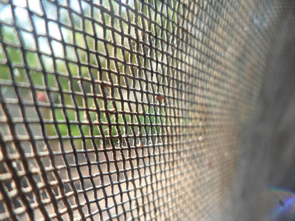 The net by YoLoL