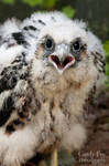 Baby Peregrine Falcon by lost-nomad07