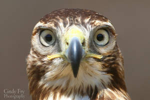 Ornate Hawk Eagle by Azany on DeviantArt