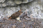 Red Tail Hawks by lost-nomad07