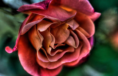 Rose 1 by TheCrossdresser