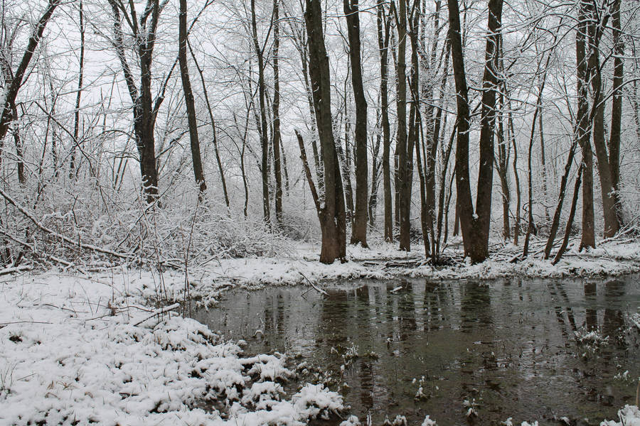 Winter Swamp 1 by wax-wing