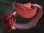 Autumn Leaves. by FSGPhotography