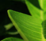 Abstract Leaf. by FSGPhotography