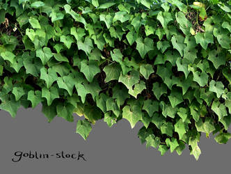Vine by GoblinStock