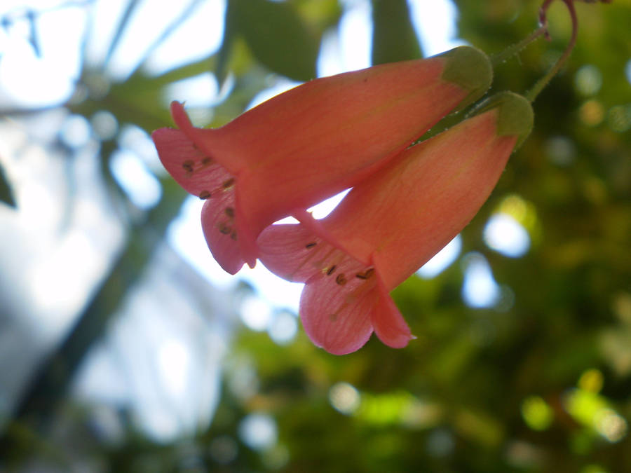 Pink Bell Shaped Flowers By Twister4evastock On Deviantart Pink Bell Shaped Flowers By Twister4evastock