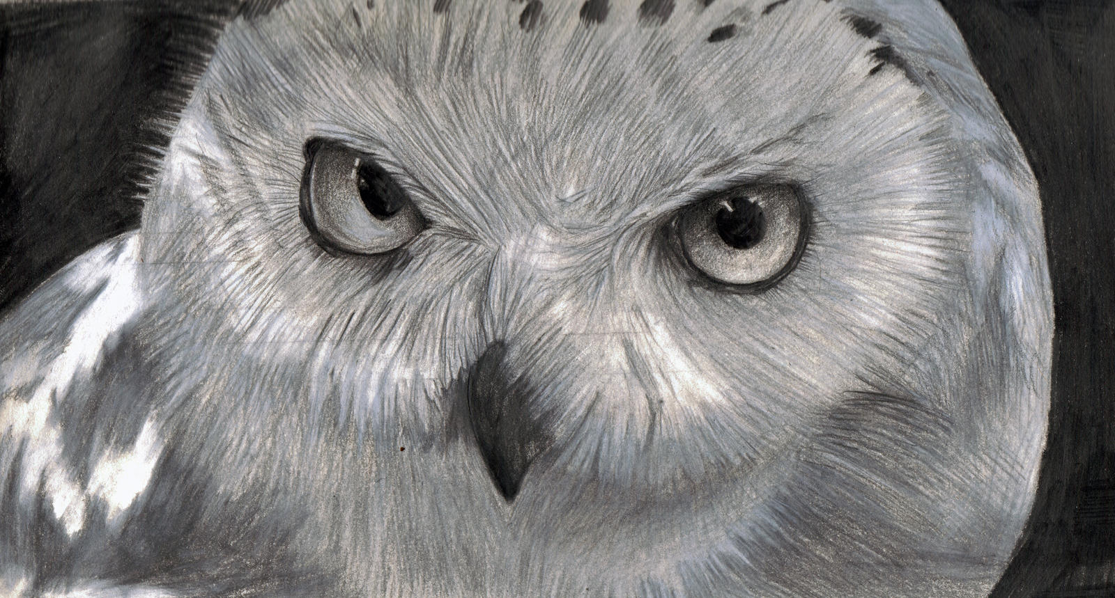 Snowy Owl by CommanderEVE