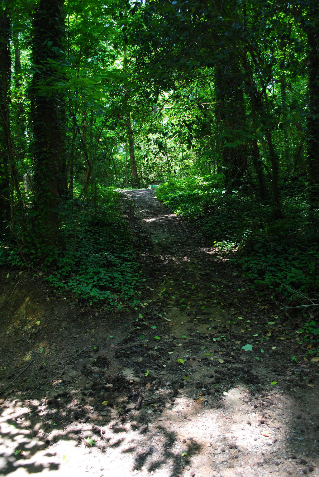 The path rarely taken by CliftonFomby