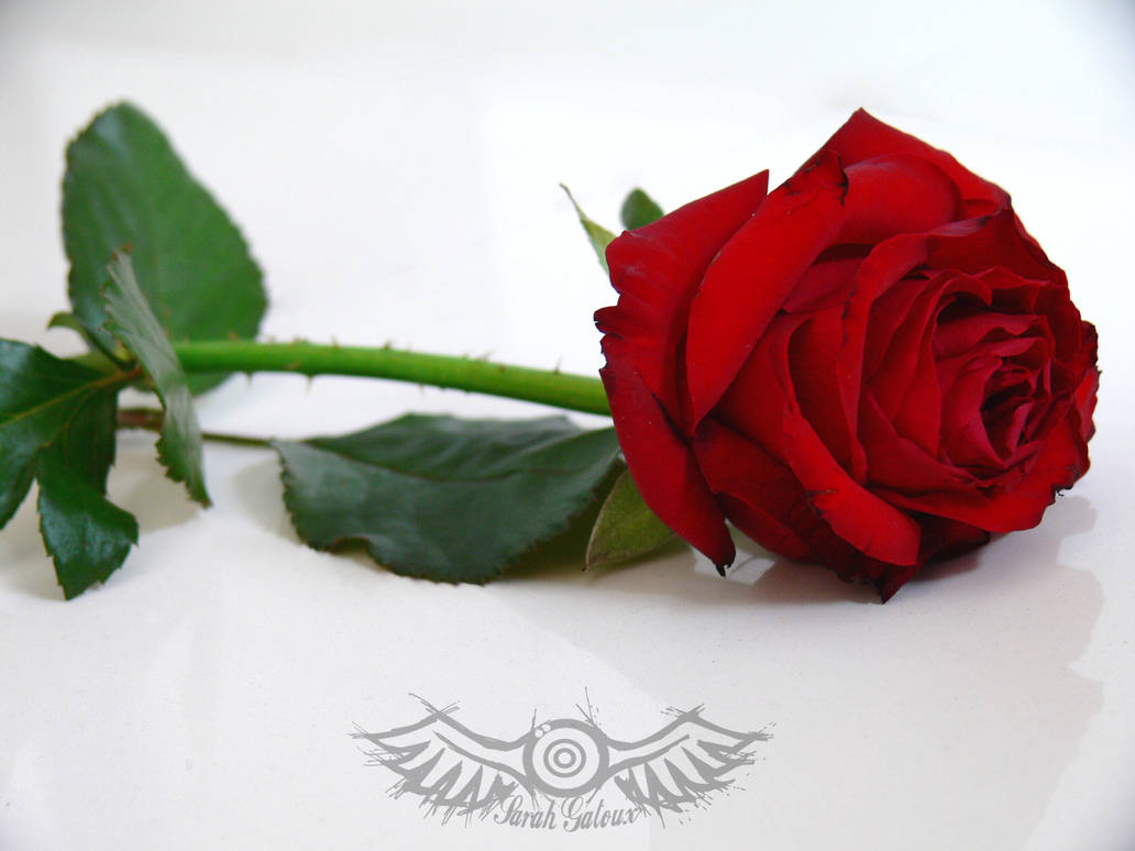 Rose by senzo