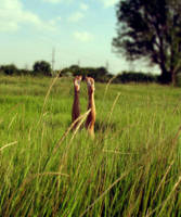 Ann10 by Malyavochka