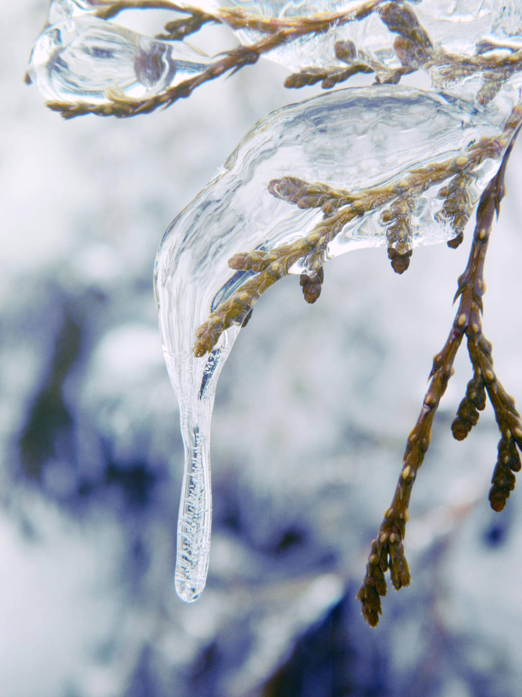 Frozen by PurebloodRose