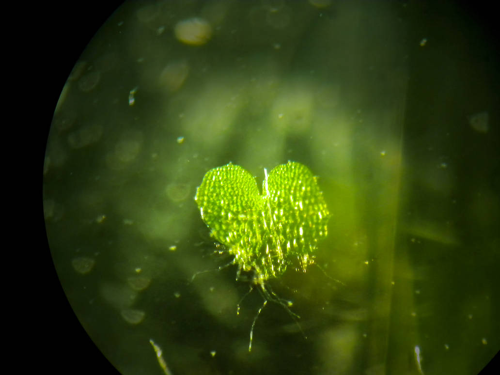 Heart of Envy {algae gametophyte} by letrainfalldown