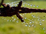 Barbed Bubbles by Weatbix