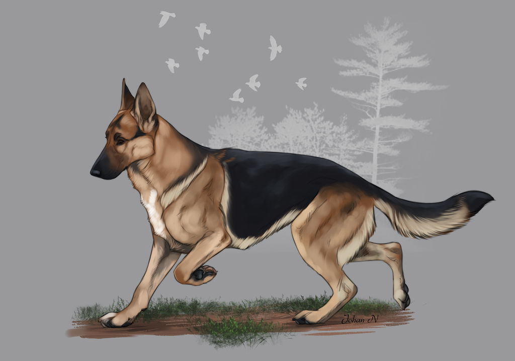 Runestorm's Faynalyn Miralen by Runestorm-kennel
