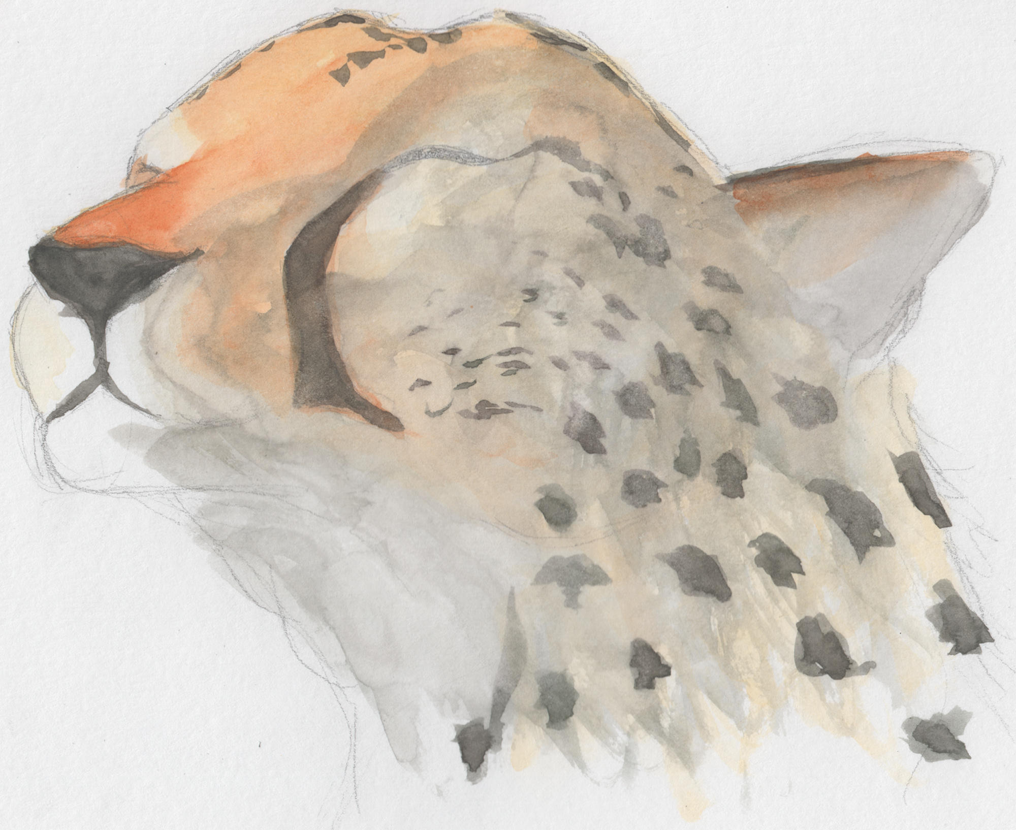 Happy Cheetah by mattyhex