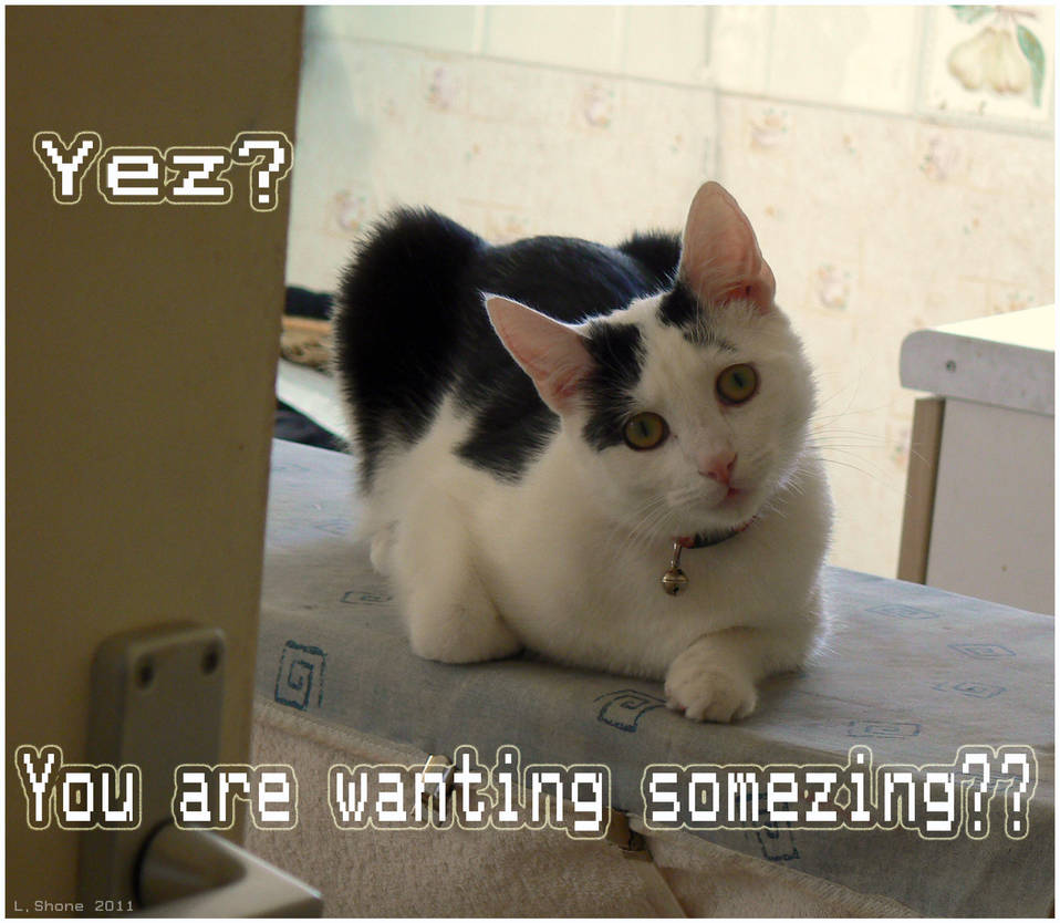 Our own lol cat by Stumm47