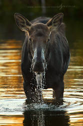 Wading Moose by Nate-Zeman