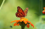 Orange U A Butterfly by SpiderWater