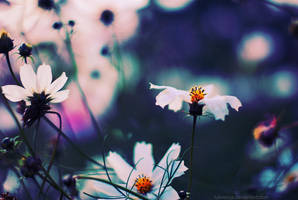 Hard times for dreamers. by Lukreszja