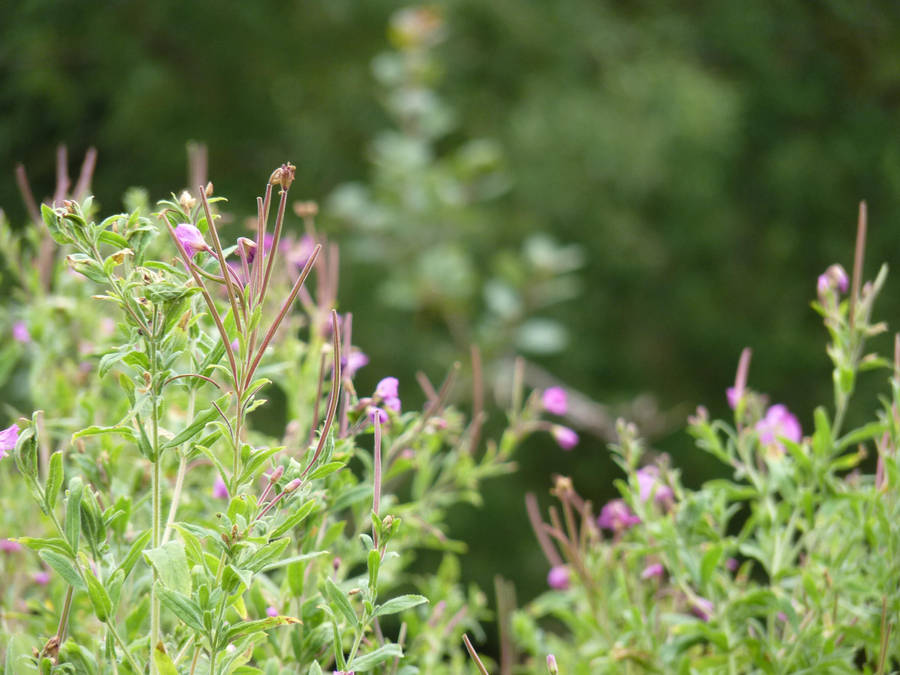 Flowers in Bibury by inkwraith