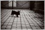 Rabbit hop hop by Doroty86
