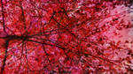 Autumn by MutantFreak48