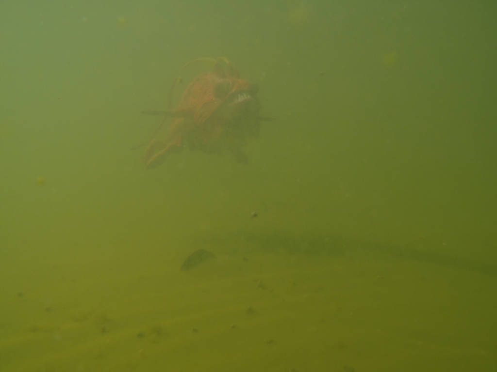 Opee Sea Killer Fish underwater by Krulos on DeviantArt