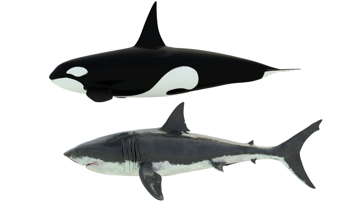 Shark Orca Size Reference by Lavik1988 on DeviantArt