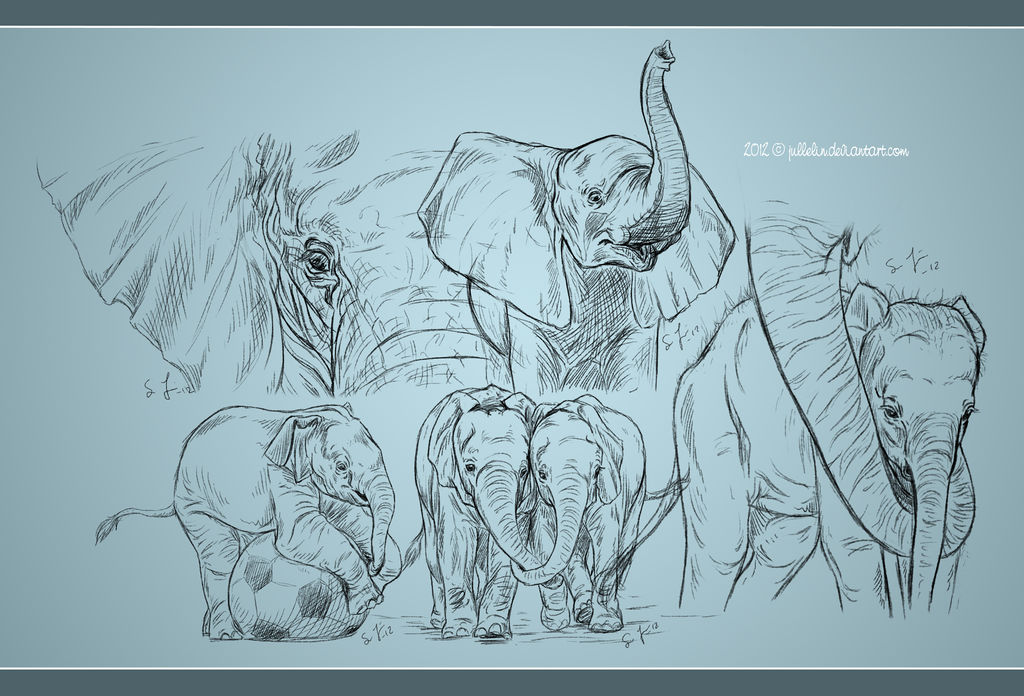 Elephant Study by Jullelin