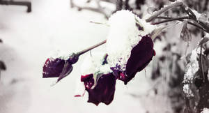 Emotions by Eleanorjuly