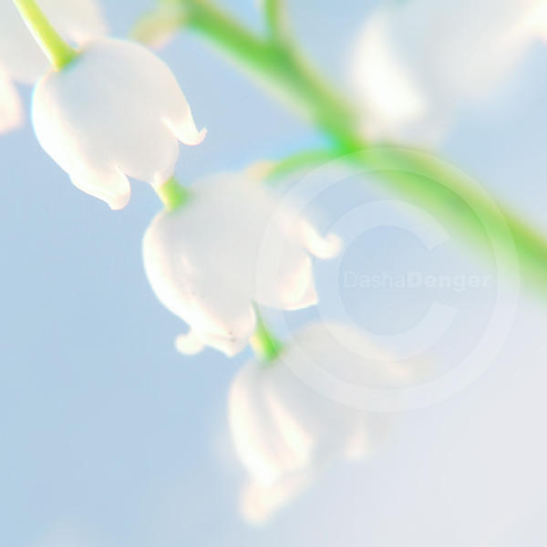 :Freshness: by onixa