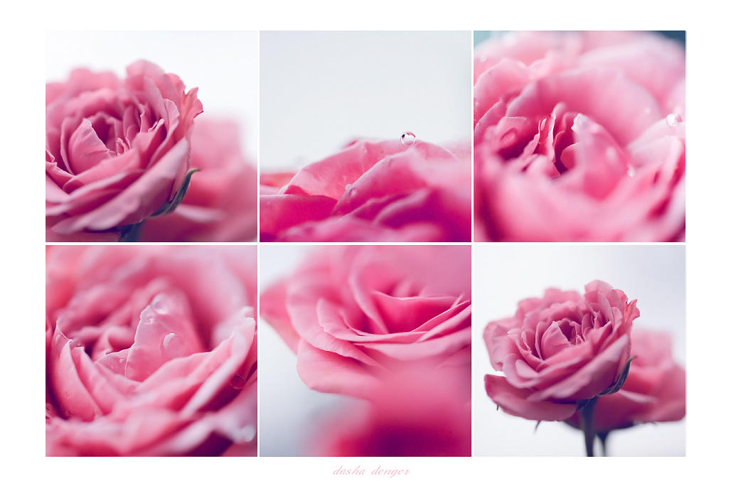 Fresh Blush by onixa