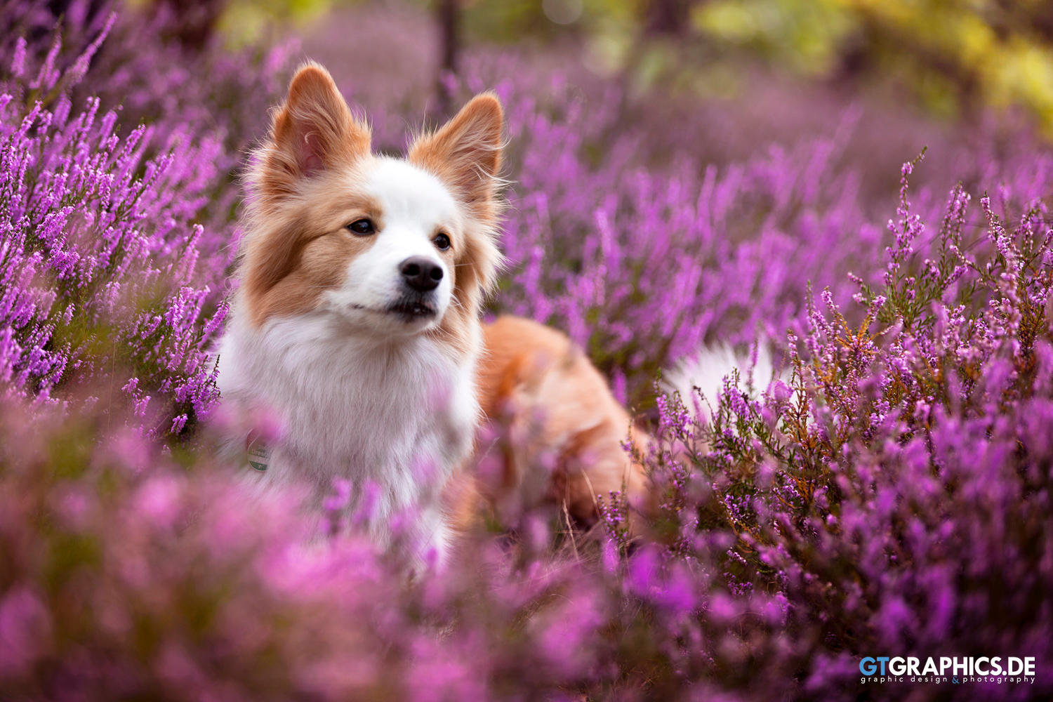 Heather by TobiasRoetsch