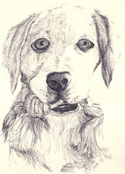 Dog sketch by JoanaCroft