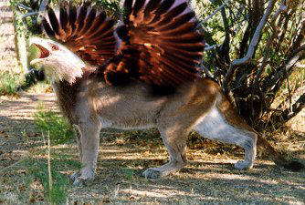 First photographic gryphon try by bumblefly