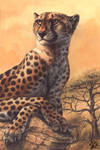 Cheetahs Never Prosper by screwbald