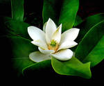 A Magnolia by PridesCrossing